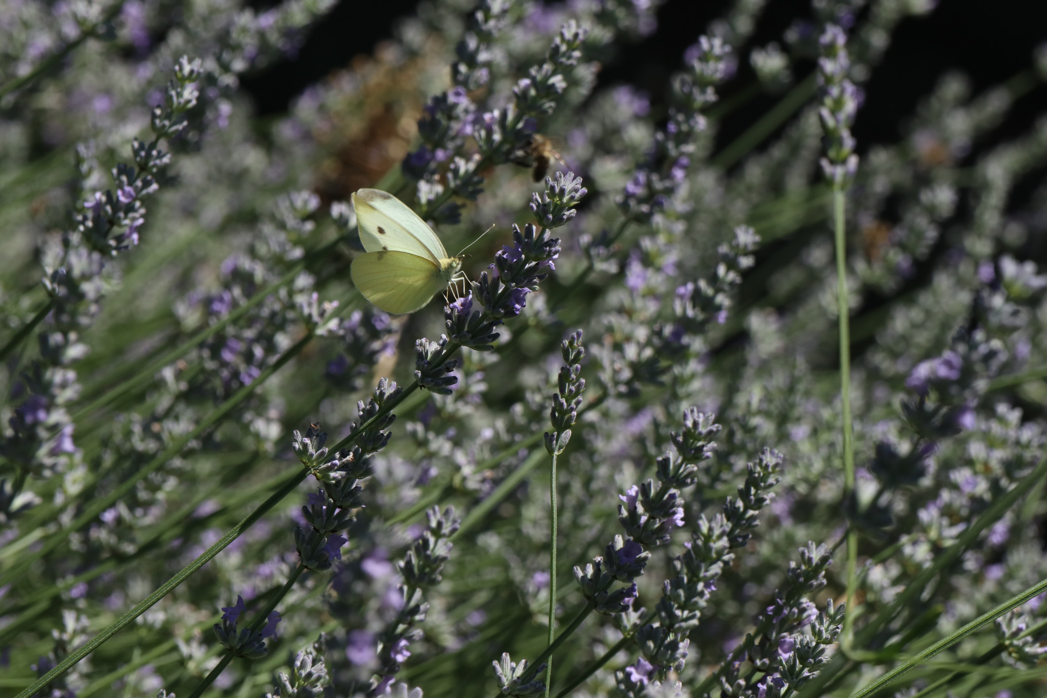 Ein Einblick in unser Gartenatlier