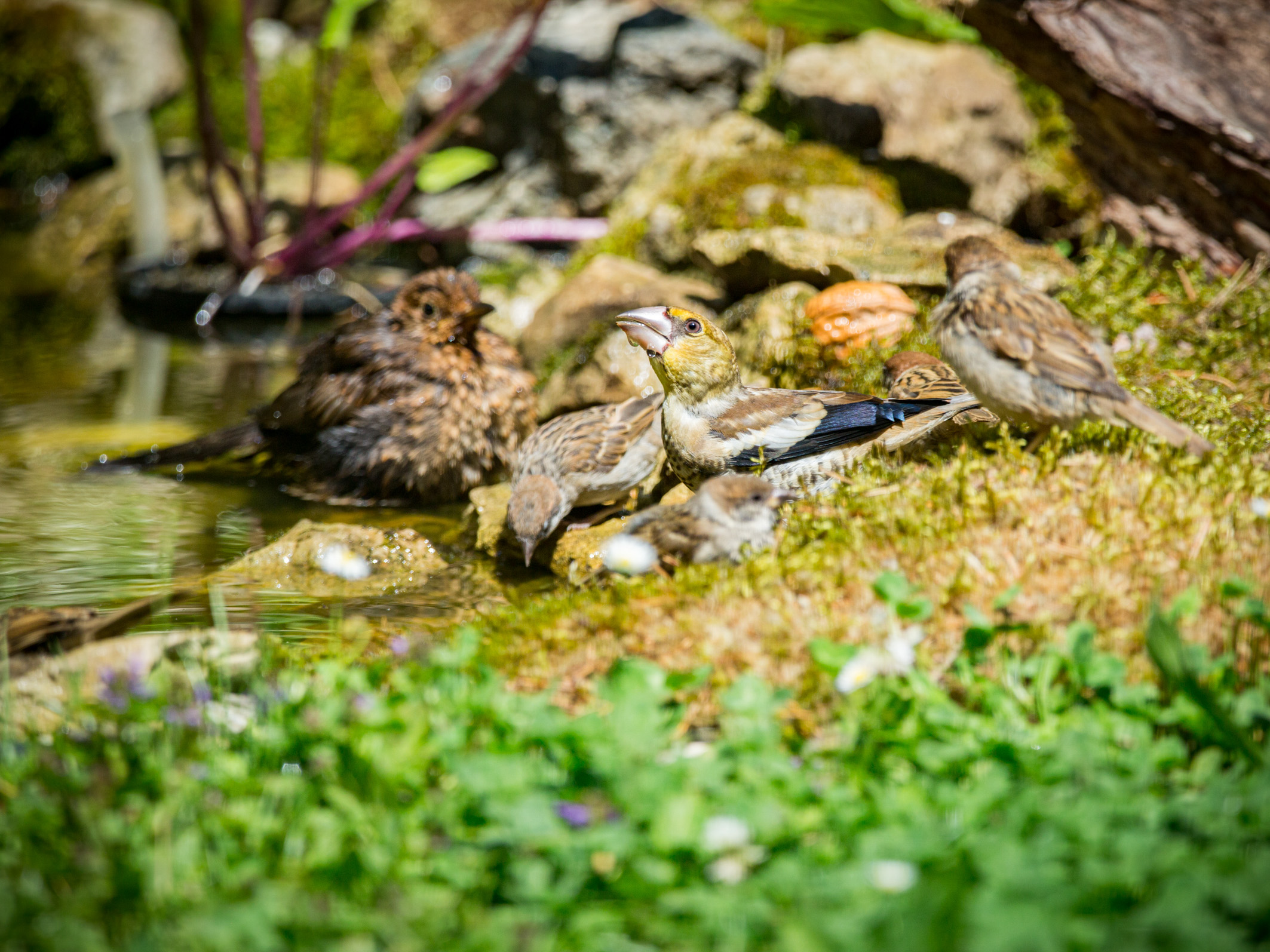 Ein Einblick in unser Gartenatlier