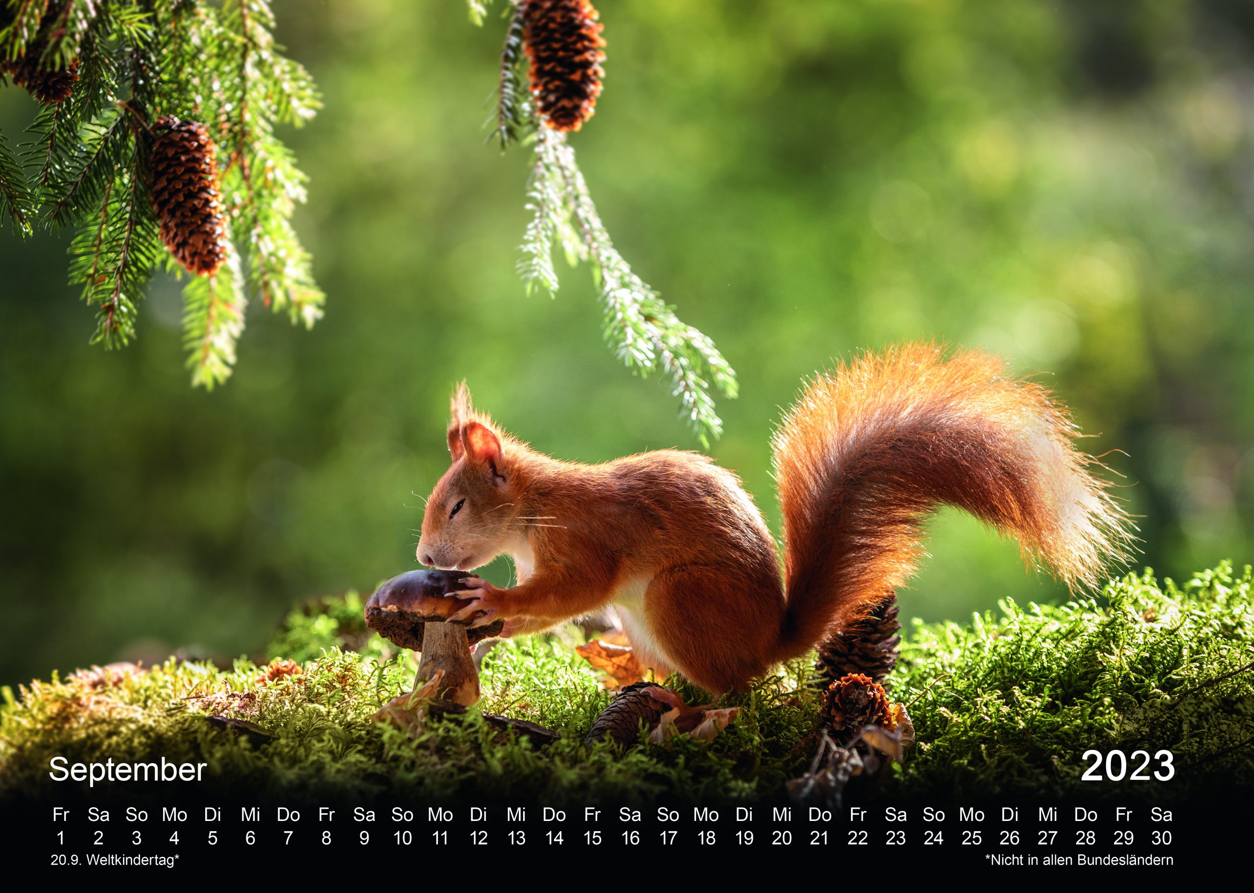 Eichhörnchen, Fotokalender 2023, Agathe, Buddy & Co.
