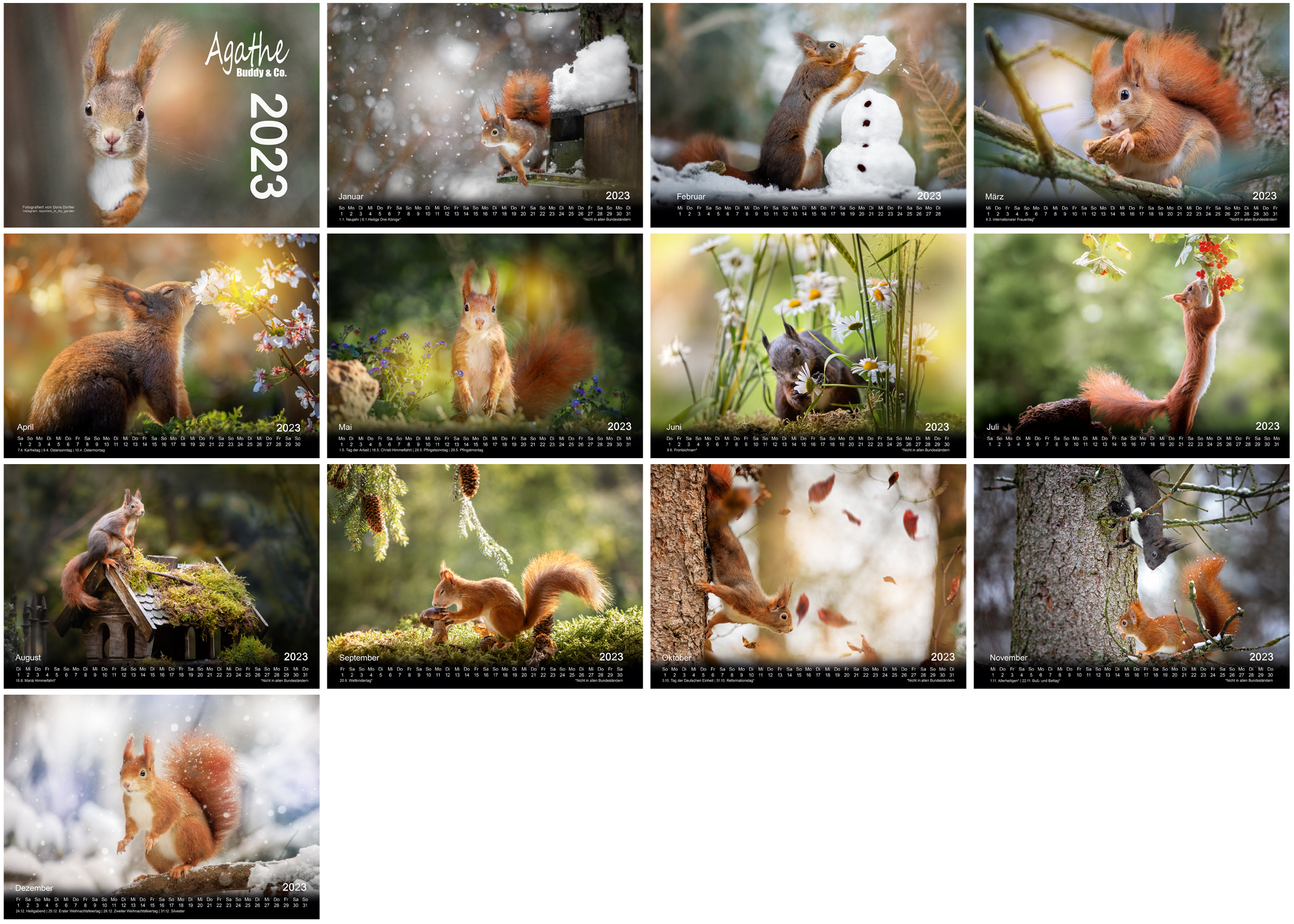Bildkalender 2023, Eichhörnchen, Suirrels in my garden