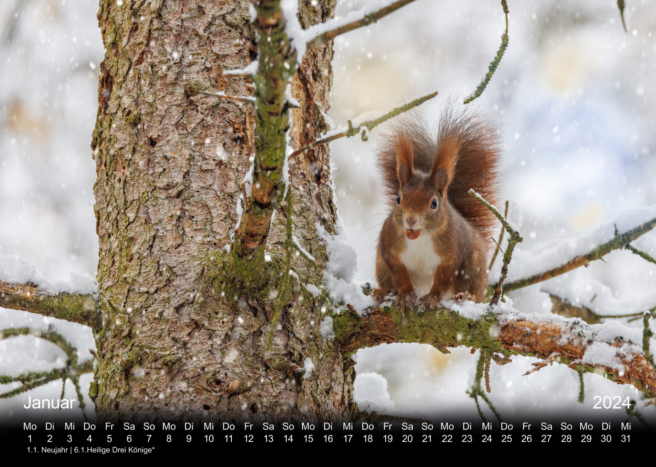Eichhörnchen, Squirrel, Fotokalender, Doris Dörfler, Pegnitz