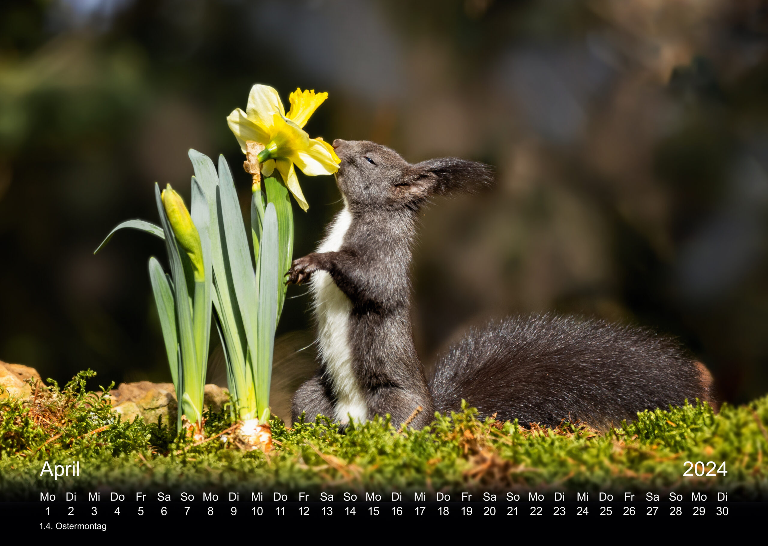 Agathe, Buddy & Co. Eichhörnchen Fotokalender 2024, Doris Dörfler, Pegnitz