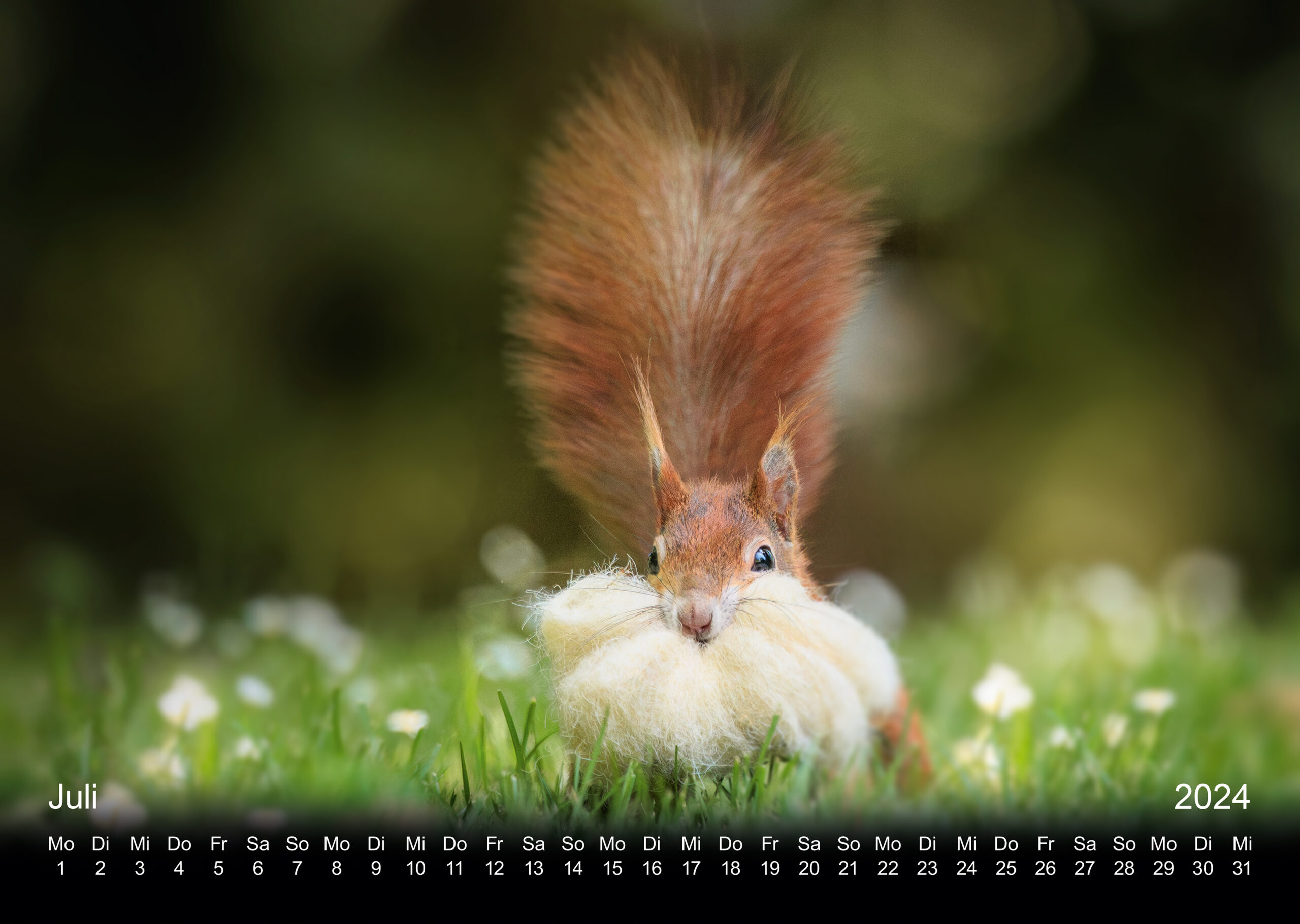 Eichhörnchen Fotokalender 2024, Doris Dörfler, Pegnitz