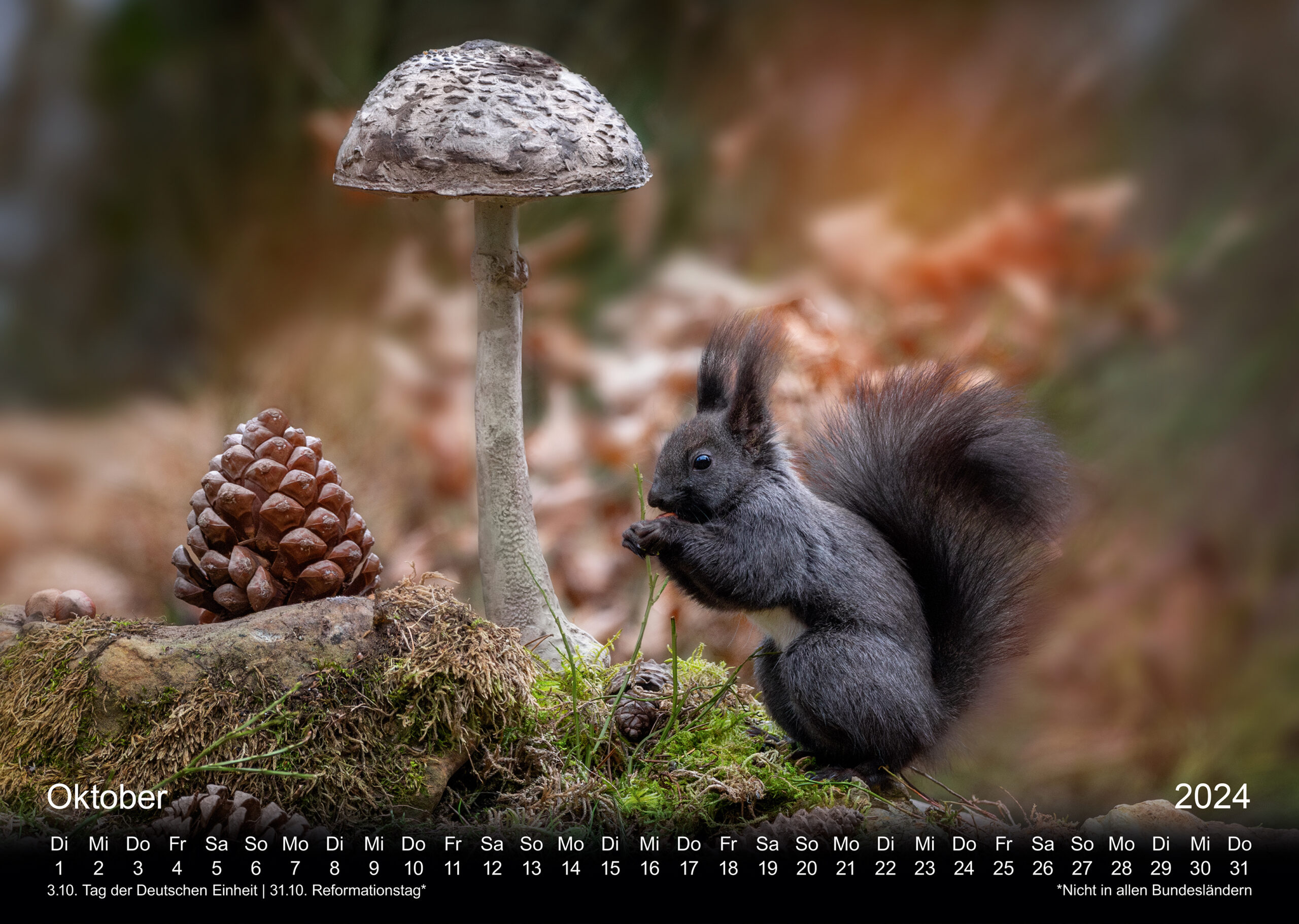 Eichhörnchen Fotokalender 2024, Doris Dörfler, Pegnitz